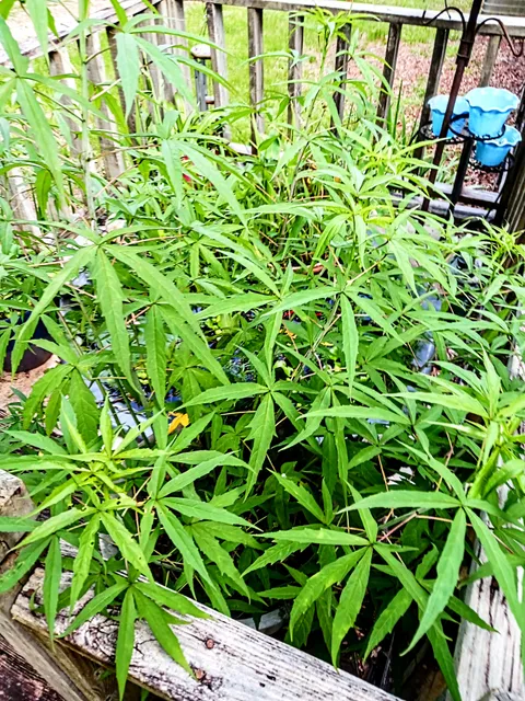 My Hibiscus got the cops called on me by an "anonymous neighbor"