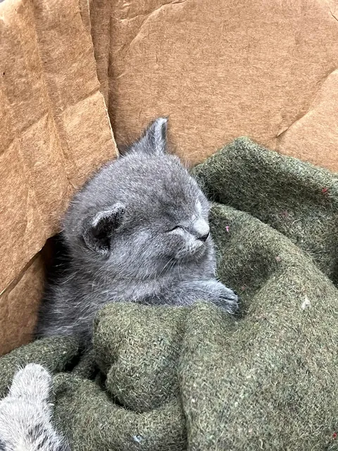 A year ago, this little nugget was found inside a Humvee. Introducing Midnight.