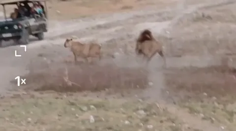 🔥 Things get heated between these 2 Lions as they go at it over a female.