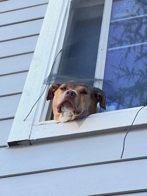 [oc] I always hear people say “hi doggy” from my bedroom, but they don’t know her name. I wanted to change that. Now I hear people say “hi Emma”