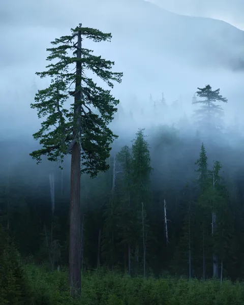 Vancouver Island, Canada (OC)(1520x1900)