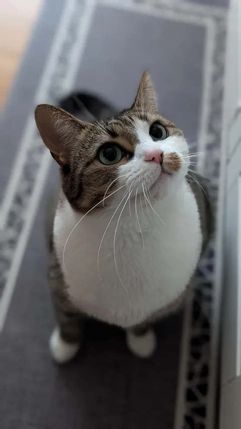 Ellie was very proud of herself after catching a mouse in the house!