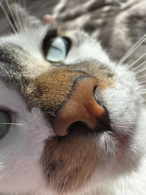 My car’s nose (in its unedited glory)