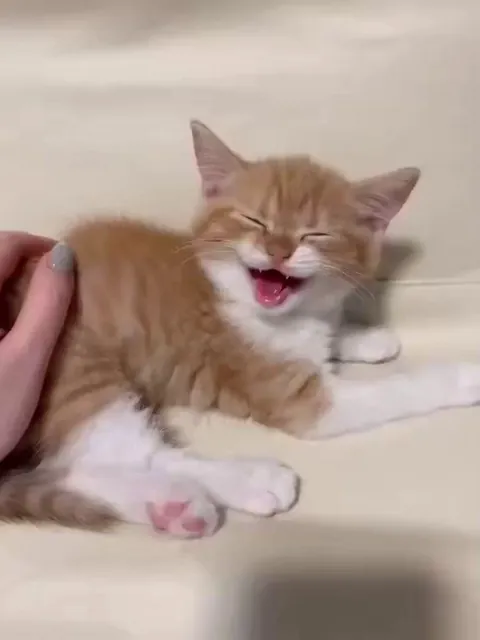 Kitty is chatting ..