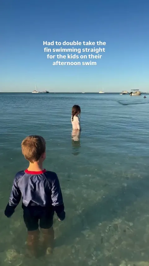 🔥 A dolphin approaches a family, that are out for a swim 🔥