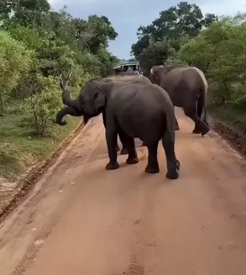 🔥 Herd of elephants rush to the aid of a baby that takes a tumble when crossing a road