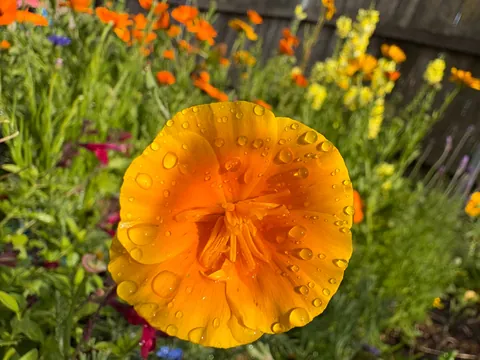 It’s bittersweet knowing I’m going to leave my first garden behind after I move in a month.. here’s some photos of my flowers.