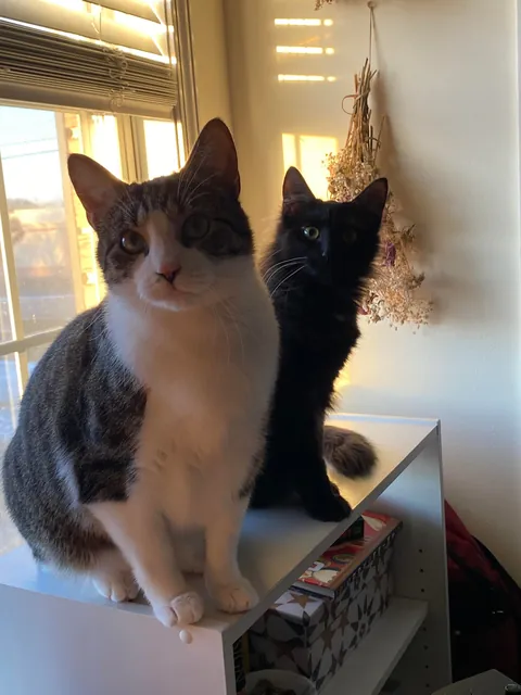 Before and After: Happy First Birthday Maevis!