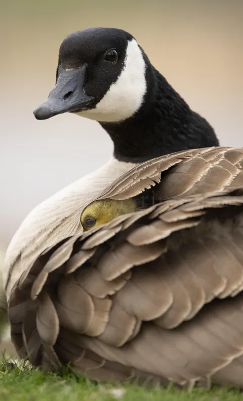 OC Mama Goose with hidden baby