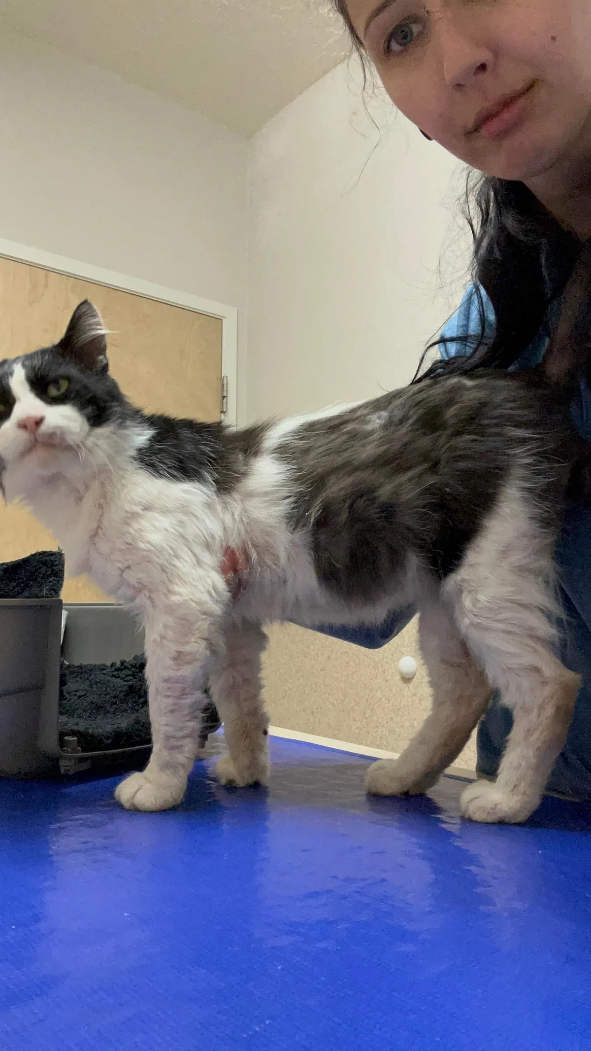 I was followed by a stray cat for 2.5 years, even through a move