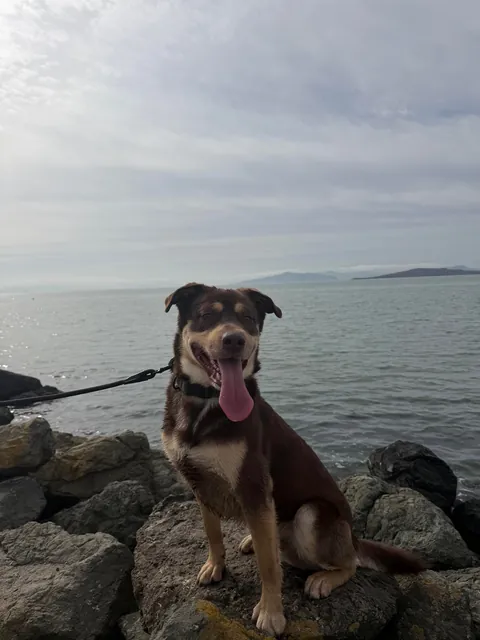 a year ago today, the dog distribution system blessed me with the goofiest and cutest boy ever