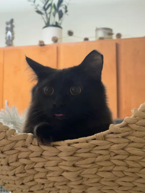 My boy Cannoli and his large eyes