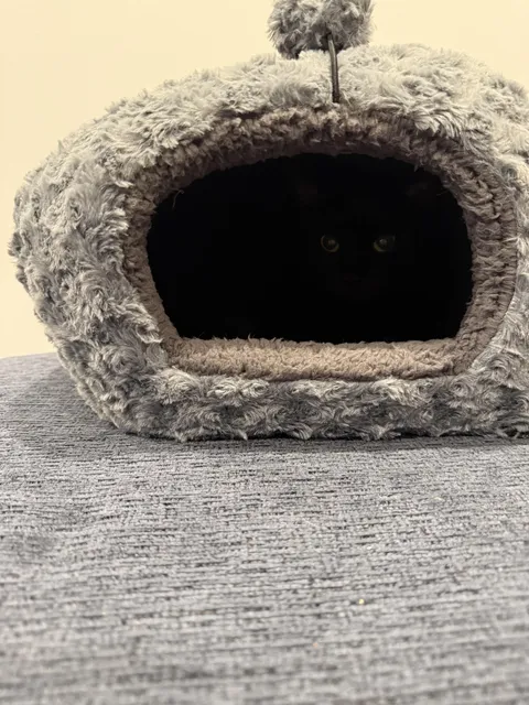 We bought her an enclosed bed and she loves it. 🖤