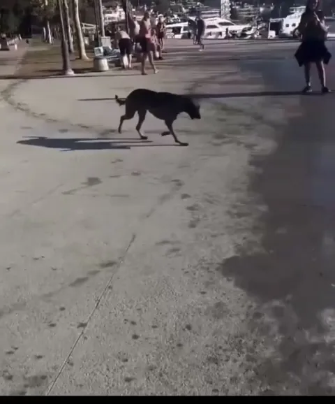The dog trains reflexes on his own.