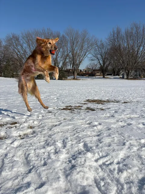 Apple is a real life air bud. Also, scroll to the end for a laugh 🤭