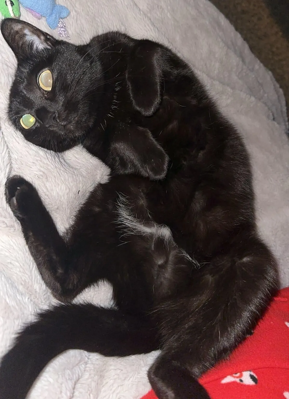 Shelter told us Luna was born there and wasn’t adopted for 7 years - now she and I spend every minute together