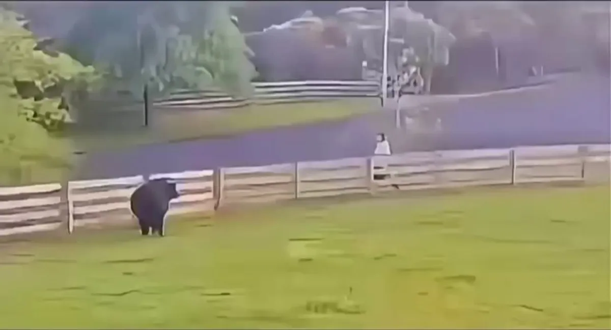 Playing fetch with a big puppy