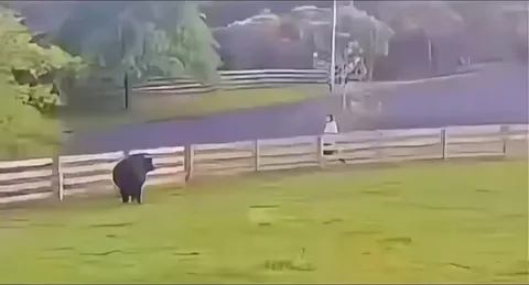 Playing fetch with a big puppy