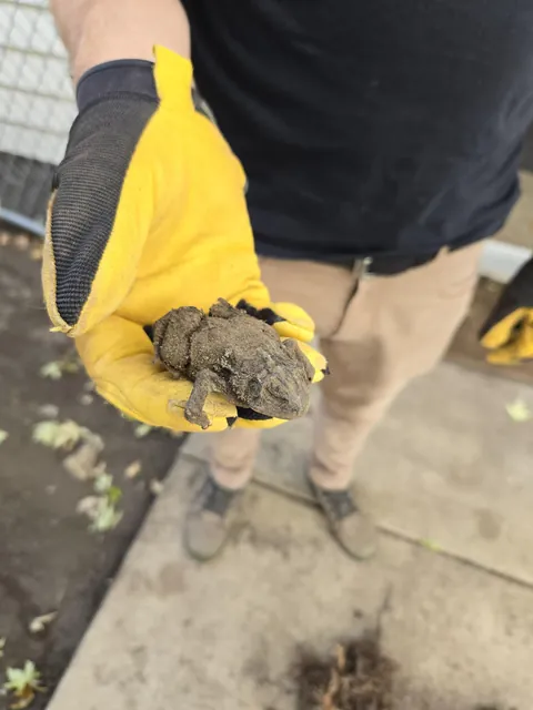 semi petrified toad we found digging out rocks from a window well