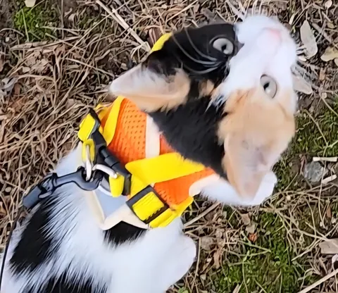 Introducing Baby Jessica