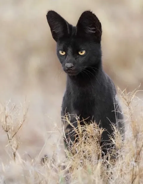 🔥 Black Serval 🔥