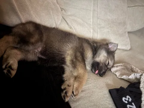 floofy potato fren was unexpectedly delivered with our DoorDash order 1 wk ago. He’s now our whole world :)