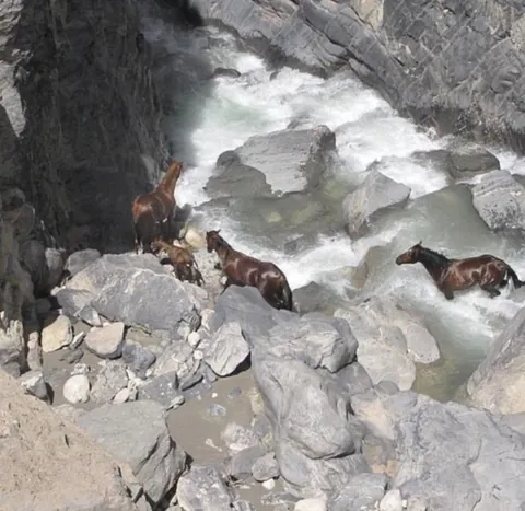 🔥 wild horses crossing a river in Iran