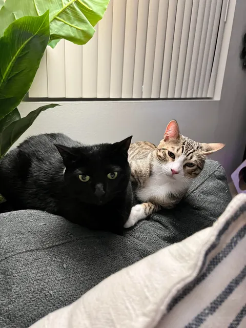 Happy 10th birthday 🖤🐈‍⬛