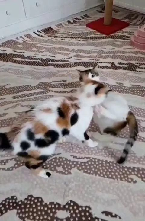My female cats are always like this. I dont know if they are actually playing or fighting since we adopted them separately. Can anyone tell me about this please? 