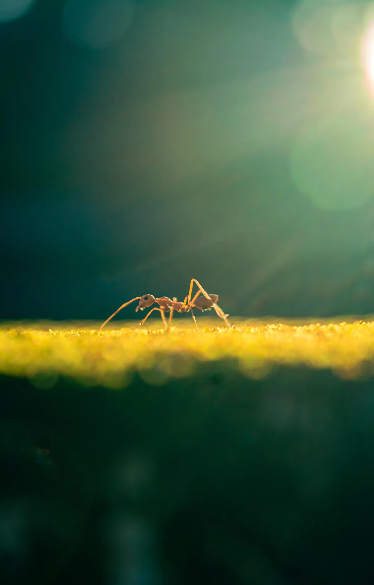 ITAP of an ant in the sun