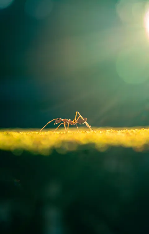 ITAP of an ant in the sun