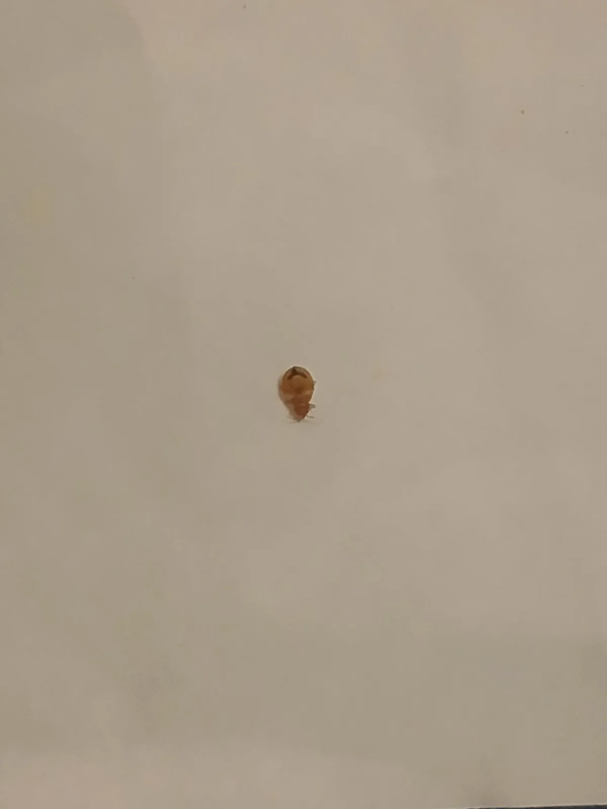 PLEASE GOD NO. And im getting ready to move this month.....