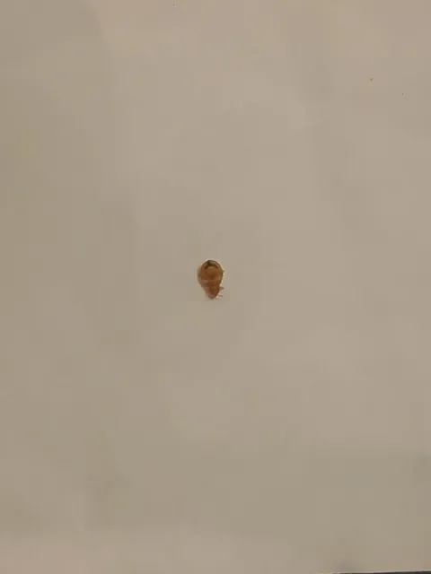 PLEASE GOD NO. And im getting ready to move this month.....