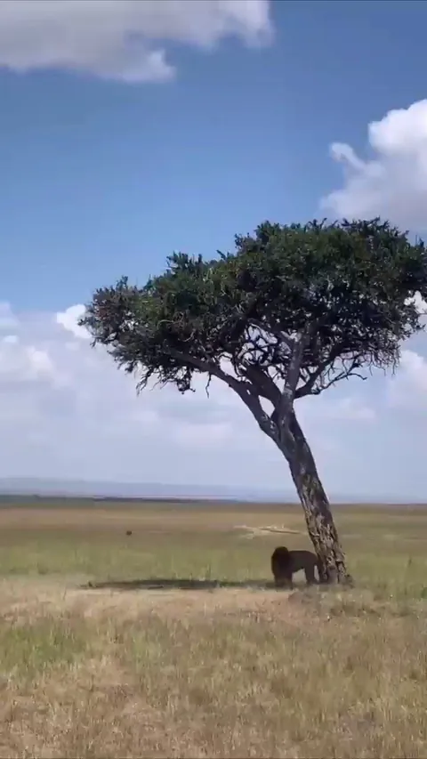 Lion preparing to take a nap under a shady tree