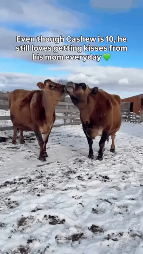 Cashew still gets kisses from his mom
