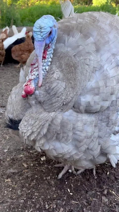 My pet turkey showing off for me