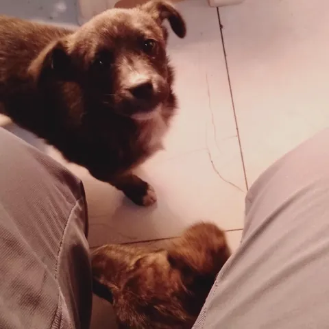 They were two tiny puppies I found near a trash bin. Then they grew into two girls who never left my side 💛