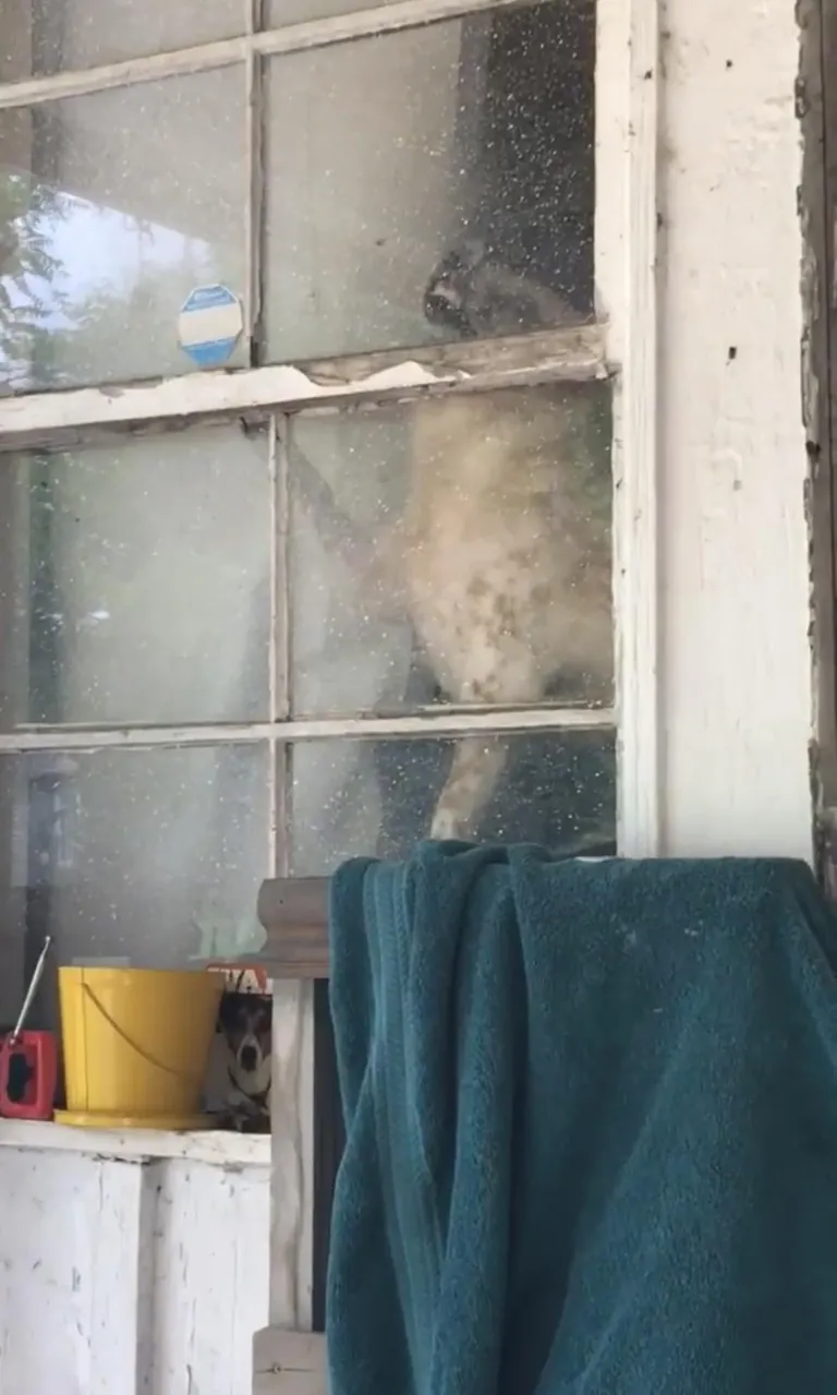 More pictures of Chief being unapologetically himself