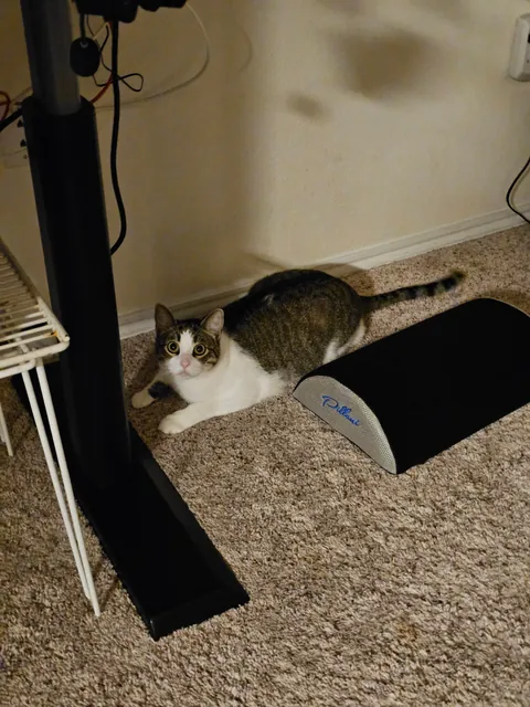 After encouragement from you all, I adopted my first pet, Adam.