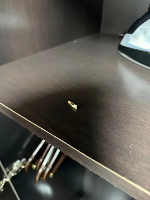 Tooth found in hotel closet 🦷