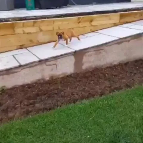 Doggo's got moves - don't question the technique.