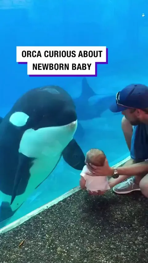 An orca curiously watches a human baby