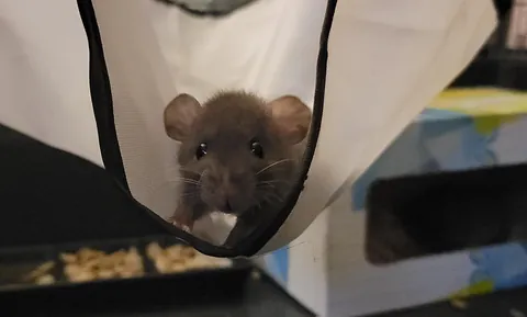 Nutti heard you thought she was cute! 😊