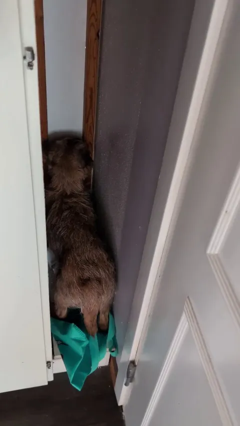 I will guard this wall