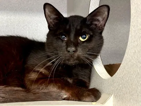 Found in the dumpster tied in a trash bag. What a sweet soul as well. Poor thing.
But he has no idea that I'm going to give him the most beautiful life