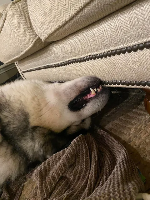 “Pleeeeease rub my belly” (said by my giant dork and his giant smile)