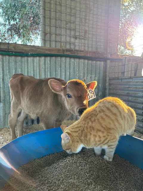 He’s the senior manager of this farm