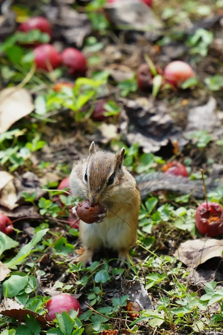 Spotted the cutest chipmunk ever at my local park!