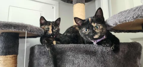 Kittens found on highway in a box, we adopted them both.