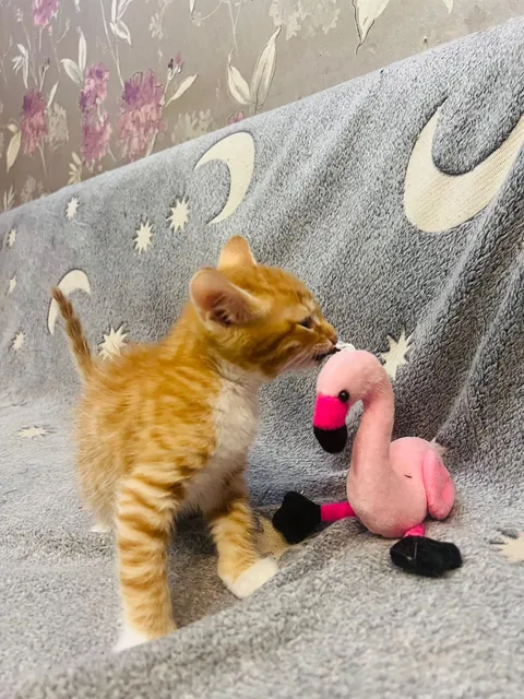 Why is he so beautiful